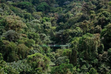 Tour De Puentes Colgantes - Imagen 9